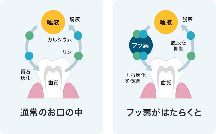 「フッ素」について