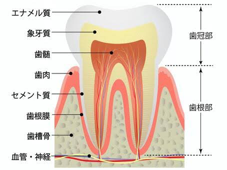 歯の構造